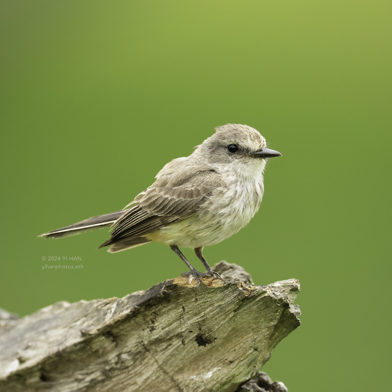 vermilion flycatcher_1